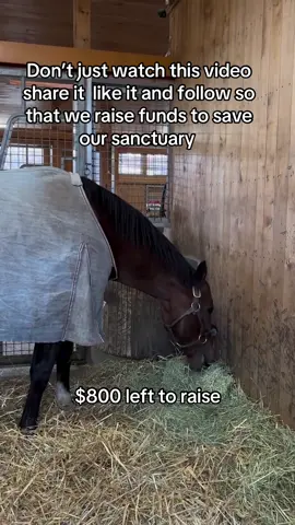 Don’t just watch this video share it  like it and follow so that we raise funds to save our sanctuary #fyp #viral #goviral #horses #newyork 