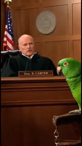 Your hair Cut is real Disturbance 😂😂#usaviral #usa_tiktok #parrotsoftiktok #parrot #parrot #parrots #parrotstiktok #Funny 