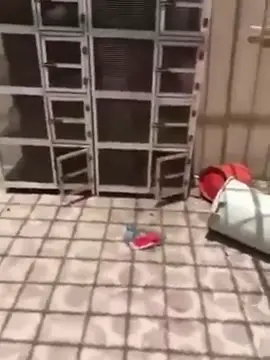 القرد سعد خرب الاستراحة 🤣🤣- مقطع الموسم #عنيزة_القصيم #بريدة #ضحك😂 