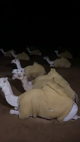 #ماشاءالله_تبارك_الله #الابل_عطايا_الله #ياجعل_مدات_الليالي_كريمه #نجد_العذية #اكسبلور 