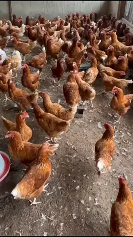 My layers dropped their first egg at age 20 weeks . what are the things you need to know for getting this kind of fresh and quality eggs.  1) Good and right space  2) debeak your birds at week 8 3) Vaccination schedule  4) good and quality feed grower mash for pullet very important  5) access to fresh water  6) good management practices.  7) weekly average weight of the birds  #agriculture  #fyp #vrial_video #layers #poultry 