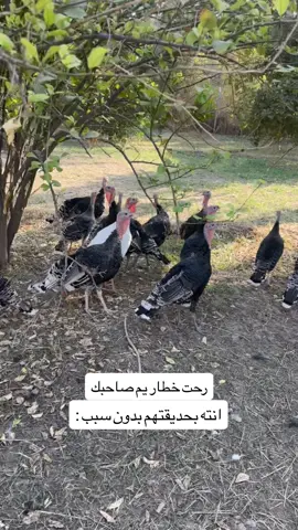 هو اسمه مسيفس لو فسيفس 😂😂😂 . . . #fyp #explore #اكسبلور #tiktok #foryou 