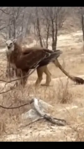 #grifo #mito #mitologia #animals #secret