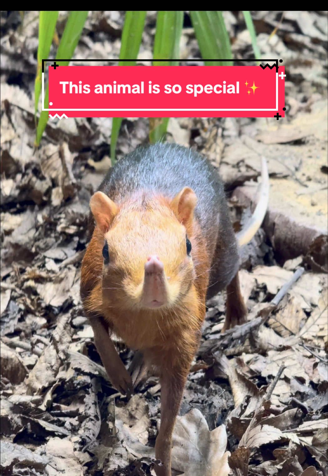 This animal is so special…🥺 Fun fact, the sengi have long legs relative to their size, which are used to move from one place to another, similar to a rabbit! 🤯 #sengi #animals #cute #zookeeper #rare 
