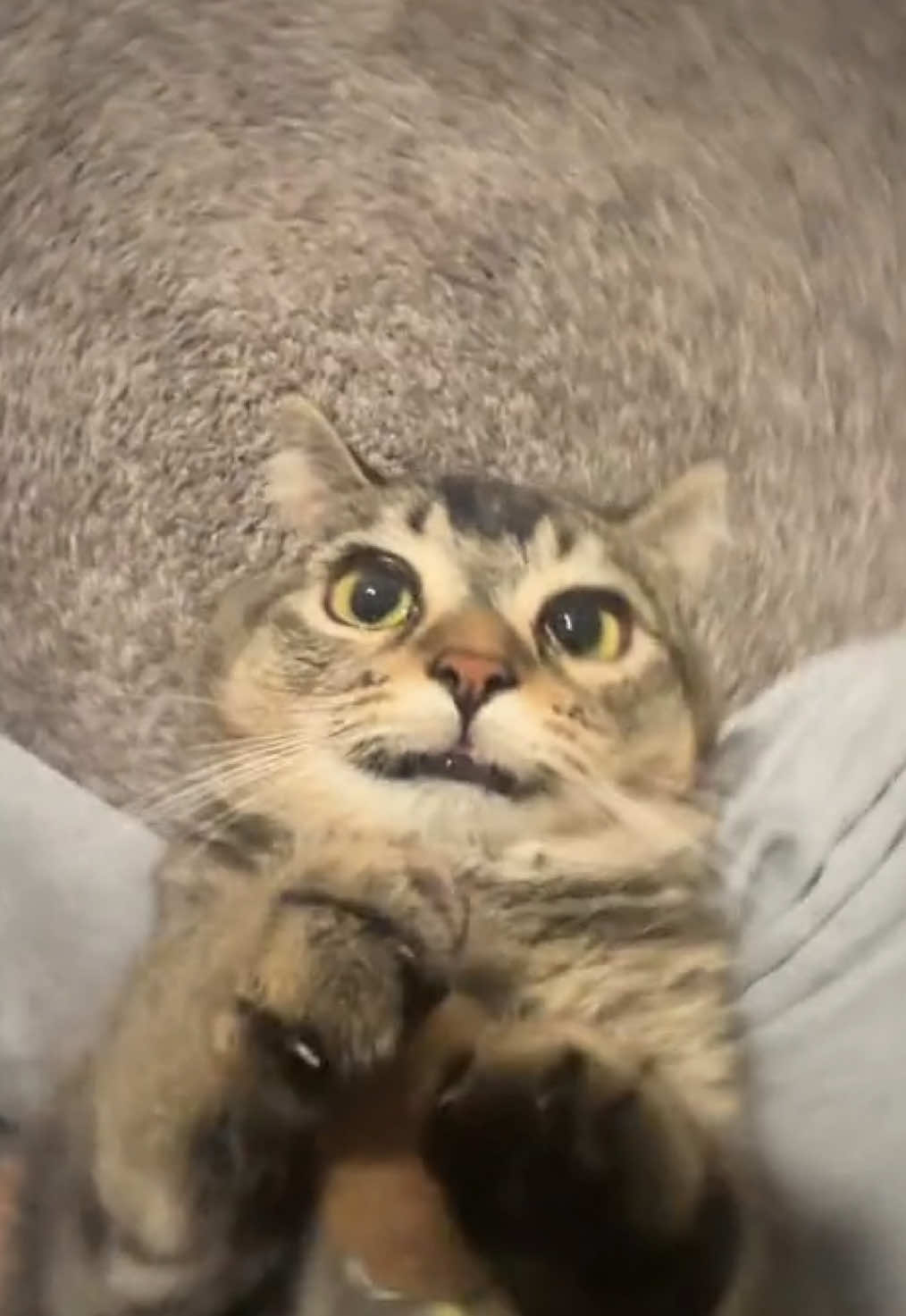 hot n cold #fyp #cat 