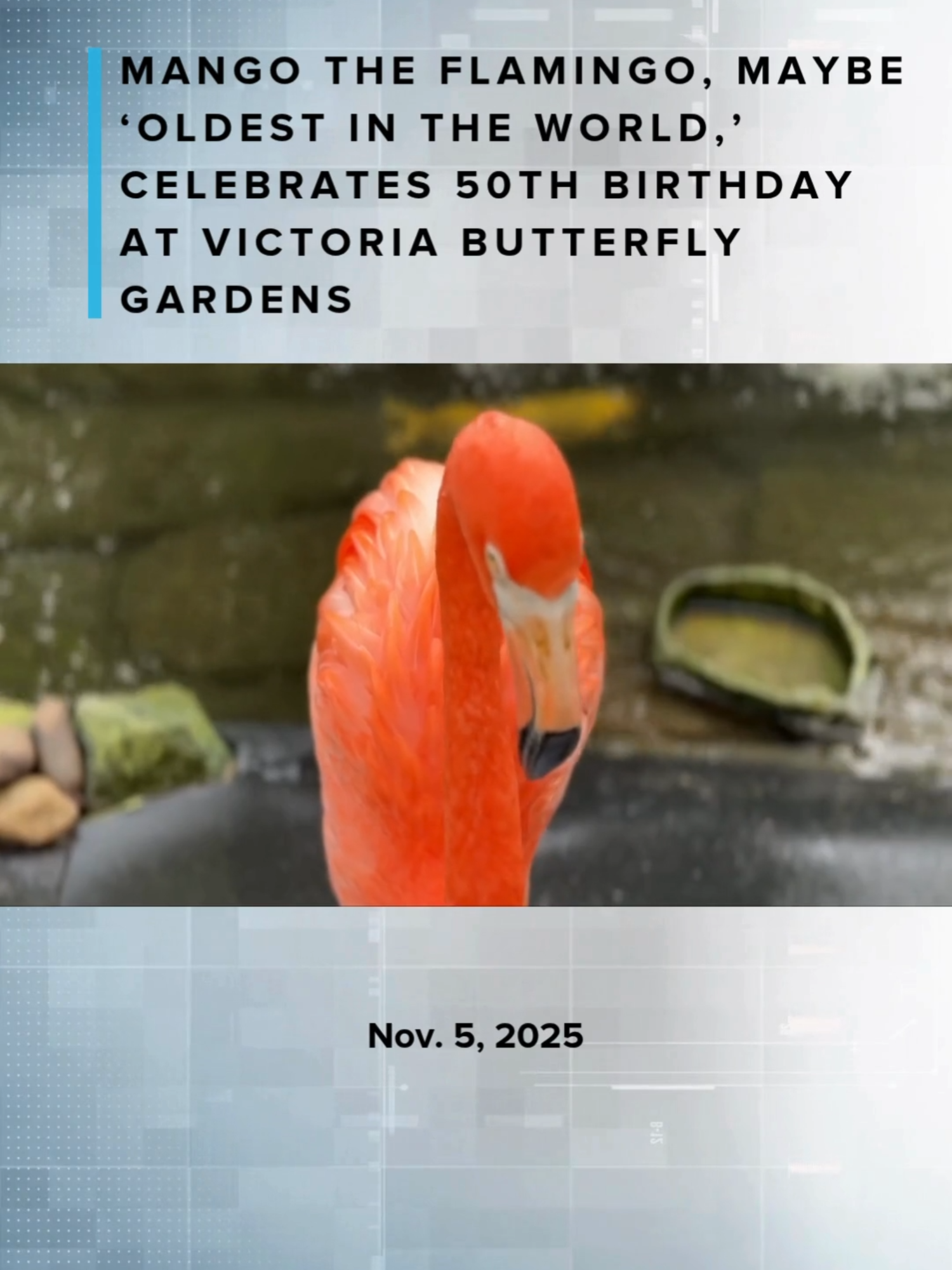 The Victoria Butterfly Gardens is hosting a special event later this month to mark the 50th birthday of longtime resident Mango the Flamingo. “While these birds typically live up to 30 years in the wild, Mango has far surpassed that, making him one of, if not THE, oldest living flamingo in the world,” said Butterfly Gardens. #flamingo #old #animal #bird #butterfly #victoria #yyj #yvr #vancouverisland #vancouver #britishcolumbia #bc #canada #canada_life🇨🇦 #canada🇨🇦 #cute #goodnews #news #localnews #CHEKNews