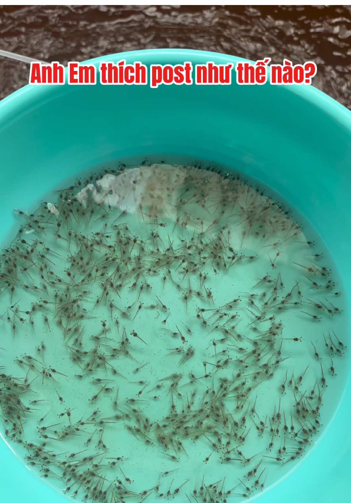 Anh Em thích post như thế nào? #nuoitomcongnghecao #tomgiongcongnghecao #tompost 