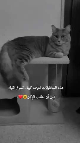 حبيب قلبي 🥹❤️ #gray_louna #محبين_القطط #قطة_الترند #قططي #قطتي 