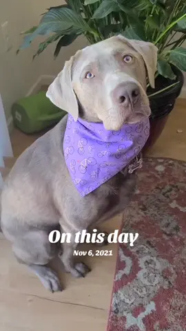 #onthisday #fyp #foryou #foryoupage #dogsoftiktok 