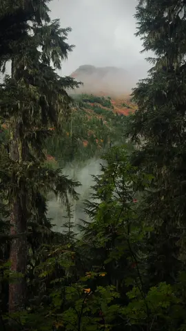 i hold with those who favor fire  #darkaesthetic #darknaturalism #gloomy #moody #fog 