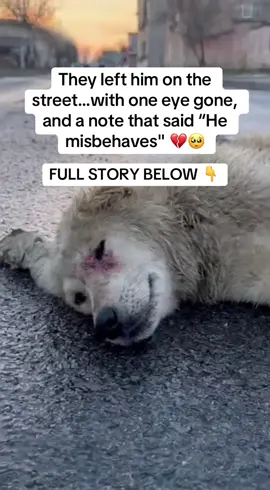 They left him on the street… with one eye gone, and a note that said “He misbehaves.” 💔 When I first saw him, he was lying next to a torn cardboard box — dirty, shaking, one side of his face covered in dried blood. The note was taped to his collar, barely readable through the tears that had soaked it. “He misbehaves.” That’s all it said. No name. No explanation. Just abandonment — written like an excuse for cruelty. I knelt down, and he flinched — too scared to even look at me. When I touched his paw, he whimpered… but he didn’t pull away. It’s like he wanted to trust, but didn’t know how anymore. I wrapped him in my jacket and drove to the nearest vet, my hands shaking the whole way. They said his eye had been damaged for weeks — untreated, infected, left to rot. He was malnourished, dehydrated, and barely hanging on. The surgery saved his life, but the vet told me it would take more than medicine to heal him. He needed time. He needed love. At home, I made him a soft bed beside mine. For days, he didn’t move — just stared at the wall, like he was waiting to be thrown out again. I stayed with him every night, whispering, “You’re safe now.” Little by little, he started to change. He began to eat. He wagged his tail. He even barked one morning — weak, but proud. To help him recover faster — his fur, his skin, his strength — I added Taily Collagen to his meals. It’s a natural blend with biotin, vitamin C, and hyaluronic acid that helps rebuild tissue, strengthen joints, and restore shine to his coat from the inside out. Within weeks, he looked like a different dog. ✅ His scars faded ✅ His fur grew thick and healthy ✅ And that spark — the one they tried to destroy — came back to his one good eye 🐾✨ The dog someone threw away for “misbehaving”… now sleeps with his head on my pillow every night. ❤️ If you’ve ever rescued a dog, you know — they don’t need to be perfect. They just need someone who won’t give up on them. 💚 You can find Taily Collagen on Amazon 👉 https://amzn.to/47hZMMe (Link also in bio 📲) Because sometimes, the ones who were thrown away… become the ones who love you the most. 💔✨ #dogtrainer #doghealth #dogsoftiktok #unitedstates #usa 