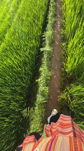 về Mù Cang Chải gặt lúa nào mn