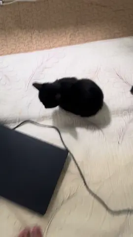 100 ngày nuôi mèo: ngày 41