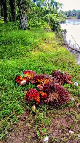 petani#sawit #lewatberanda #fyp 