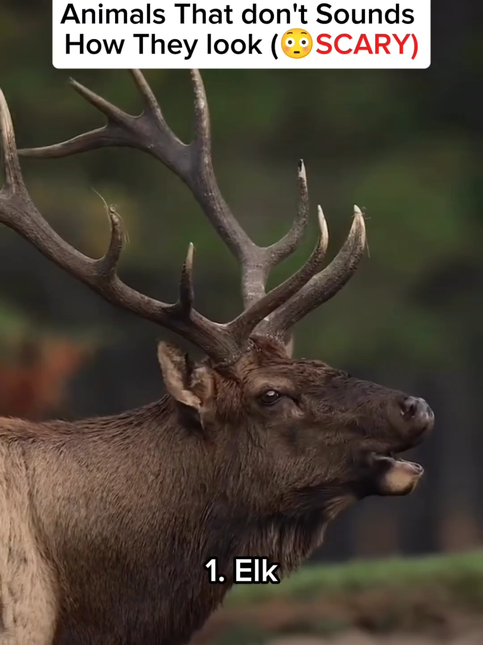 Animals That don't sound how they look.. #animalsounds #scary #birdsounds #terrifying #creepysounds 