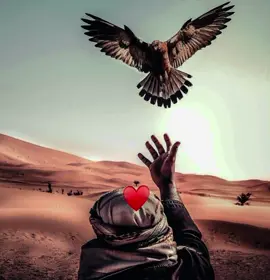 يا طـير يـ اللي انت طـاير 🙋🏻‍♂️🦅 #مجرد________ذووووووق🎶🎵💞 #تصميم_فيديوهات🎶🎤🎬 #تصميمي❤️ #♥️ #🦅 