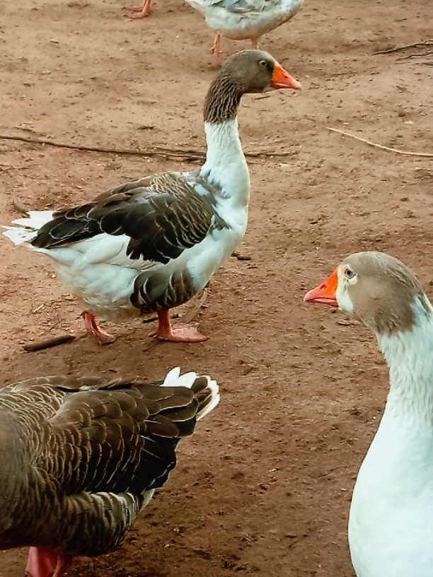 #creatorsearchinsights #creatorsearchinsights #creatorsearchinsights #creatorsearchinsights 