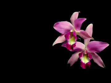 #speedsong #speedupsongs #nightcore #lyrics #fyp  @speed songs | lyrics 