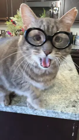 Thinking out loud Thursday #fyp #foryou #foryourpage #cat #catsoftiktok 