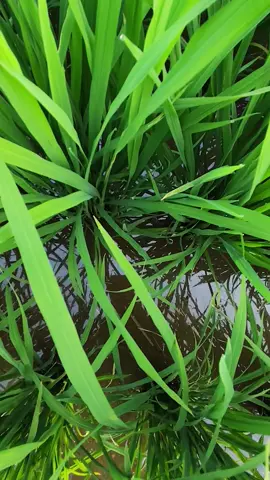 mr297 36hari🌾🌾🌾 #petanimuda 