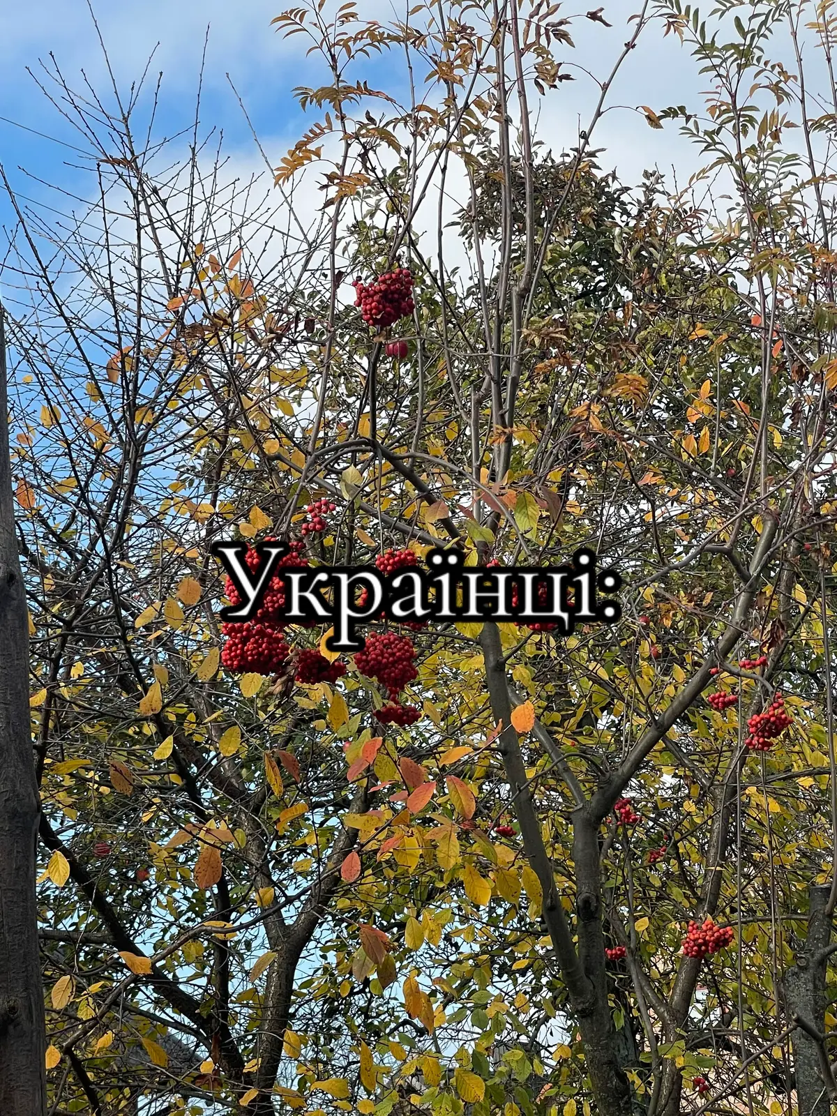 #рекомендації #жиза #прикол #рекомендации #тіктокукраїна 