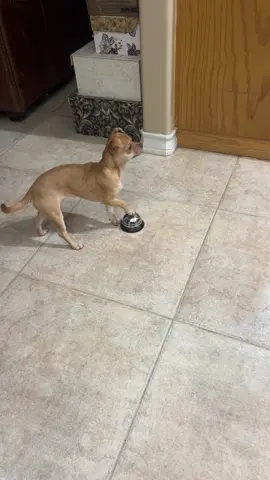 As soon as she sees someone in the kitchen she’s ringing the bell for food 😂 #chihuahuastiktok #chihuahua 