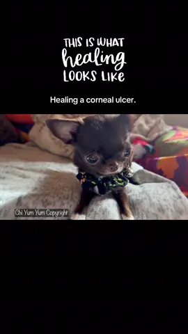 11/6/25 This is what healing looks like. Healing a corneal ulcer.                                   WOW!  Look how much better Puddin is doing. She is now starting to want to play again. This makes me so beyond happy. Does it make you happy too. ?      Recovering from a corneal ulcer.                                                   #chihuahua #dogsoftiktok #dogs #healing #puppytiktok 