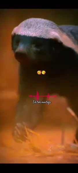 تحية خاصة لغرير العسل 😘😘😘 #foryou #viral #غرير_العسل 