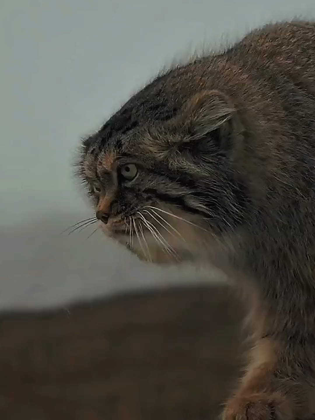 Pallas cat  berasal dari Asia Tengah #pallascat
