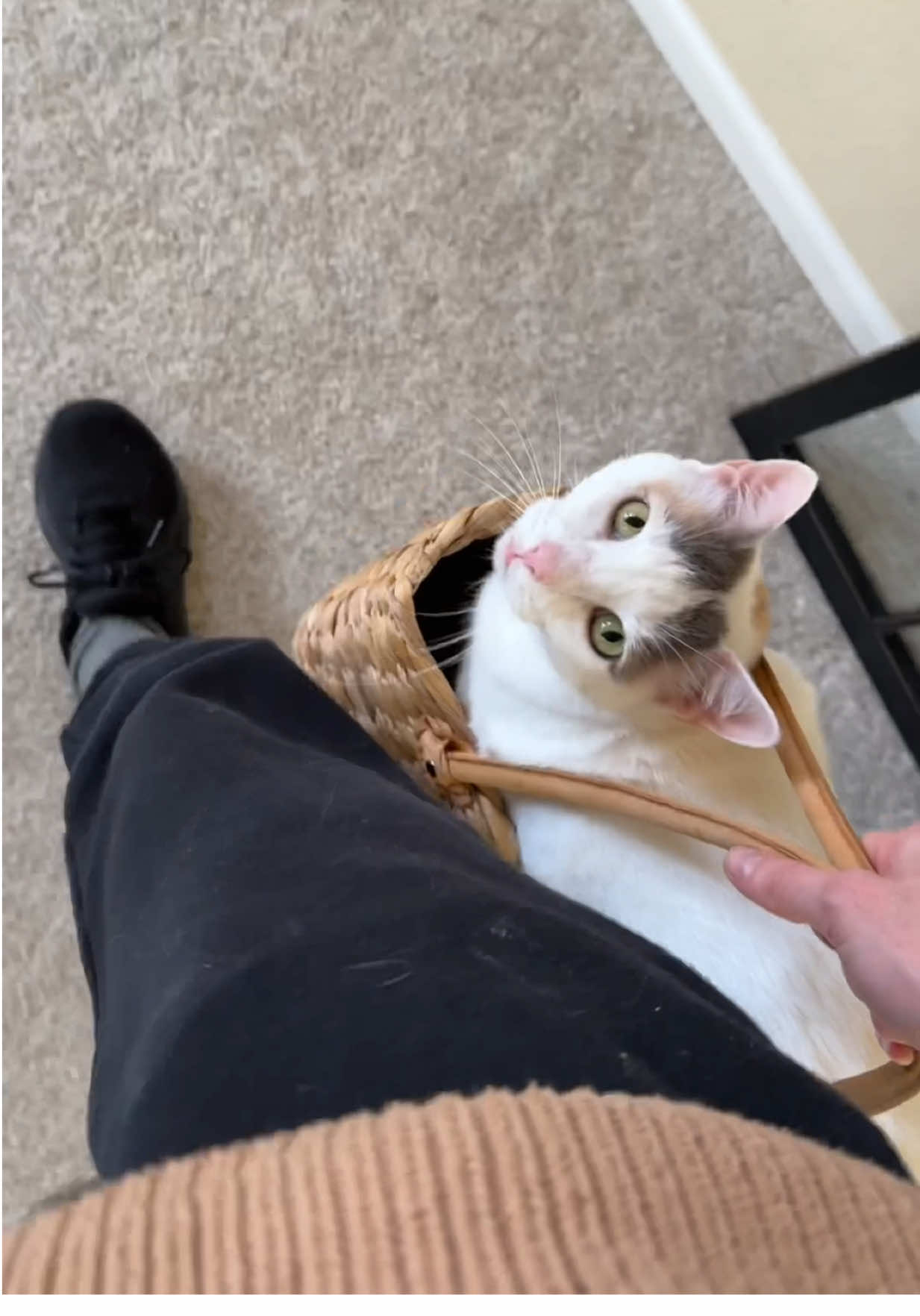 They’re my inside shoes don’t make it weird #natillathecat #rescuecat #cute #fy 