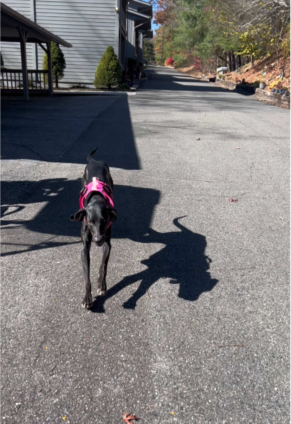 Mi Vida mosa #dogsoftiktok #doberman #weimaraner #dogtok #fyp 