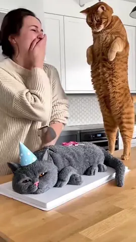 #catprank #cat #funny #catsoftiktok #cakeprankgonewrong 