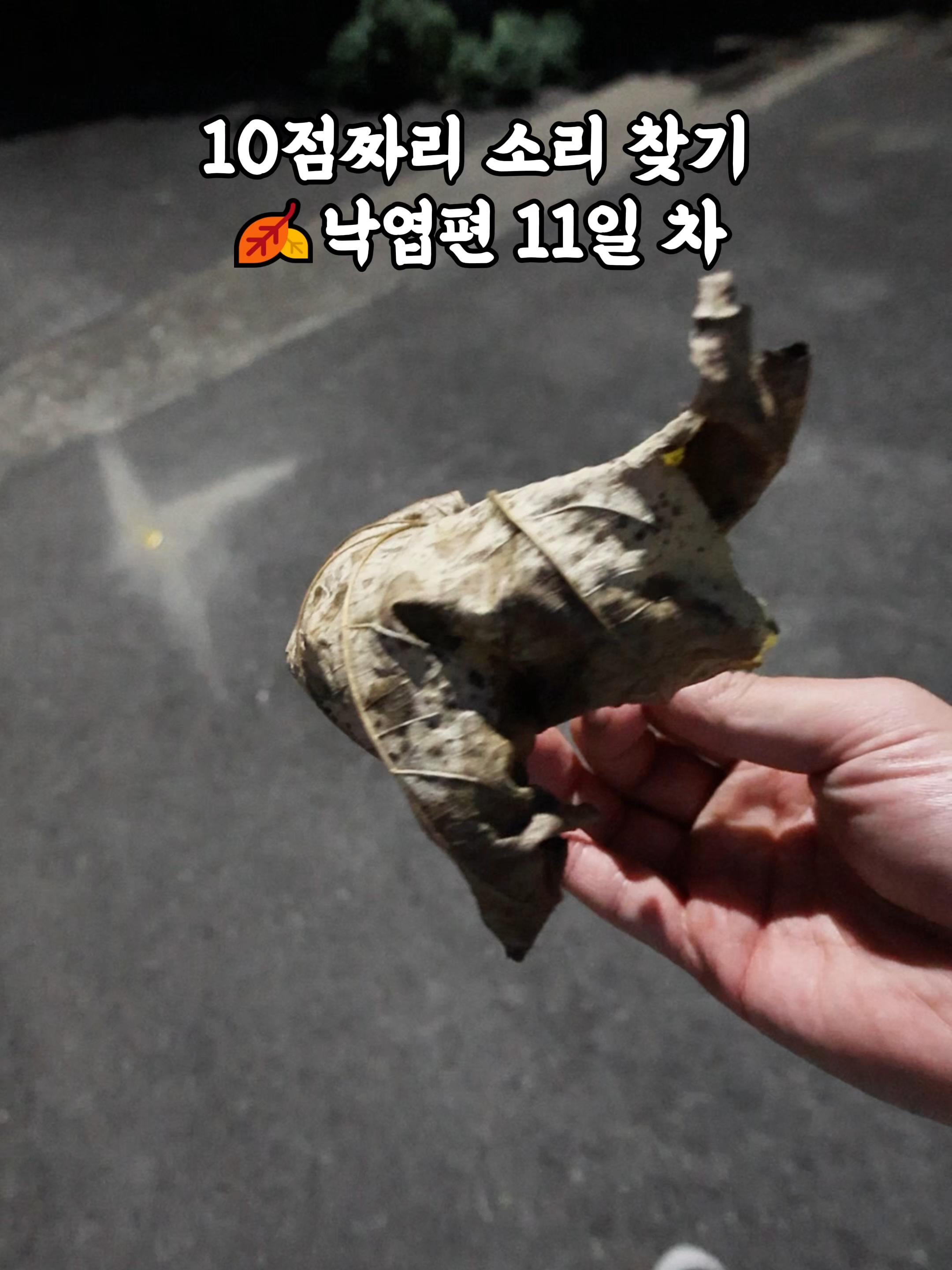 10점짜리 낙엽🍂소리 찾기 11일차  #asmr #crunch #낙엽 #점수 #leaf