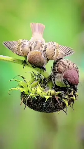 #creatorsearchinsights #Islamicmusic #Islamicpost #followers #everyone 