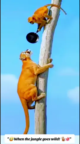 #creatorsearchinsights ​#FunnyAnimals #Comedy #MonkeyVsTiger #Hilarious #ViralVideo #TikTokFunny #PanAttack #AnimalsDoingThings #Meme #SavageAnimals #Explore #ForYou #FYP #100kviews 