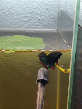 ป่าใต้บ้านผม❤️#ฟิวบ้านปลากัด #ปลากัดป่าภาคใต้ #เขียววงแดง 