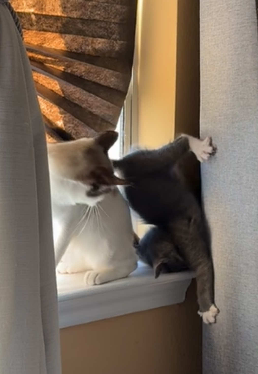 PLOP 😂😂 #cat #kitten 