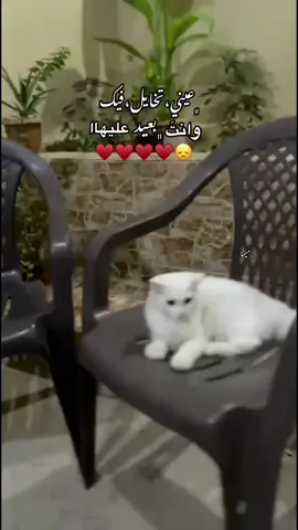 ♥️ #طبرق_ليبيا #fyp 