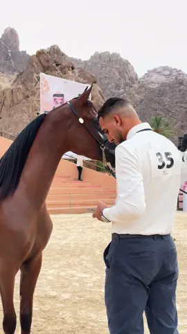 اليوم الاول للبطولة😍.#بطولة_جمال_الخيل_العربية #حايل #Hail #explore #555 