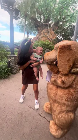 🦒 🦓 🦁 #animalkingdom #up #disney 