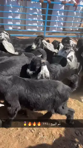 #الحناكية_المدينة_المنوره #حايل #لباني_فاخر #حايل #الحناكية_المدينة_المنوره 