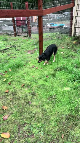 Oh dear, another poor dog chained to a fence 😑 @JaderBug12 #canineeducation #herdingdog #aussie #workingaustralianshepherd #katahdinsheep 