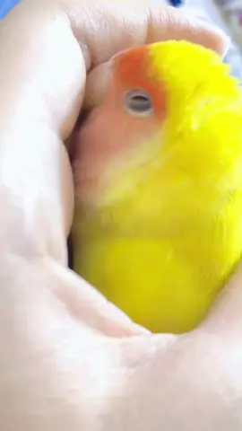 ‏ربيتة من عمرة شهر واتحملت كل الحر وتالي صار عمره ٧ اشهر غفلت عنه وطار 😔 