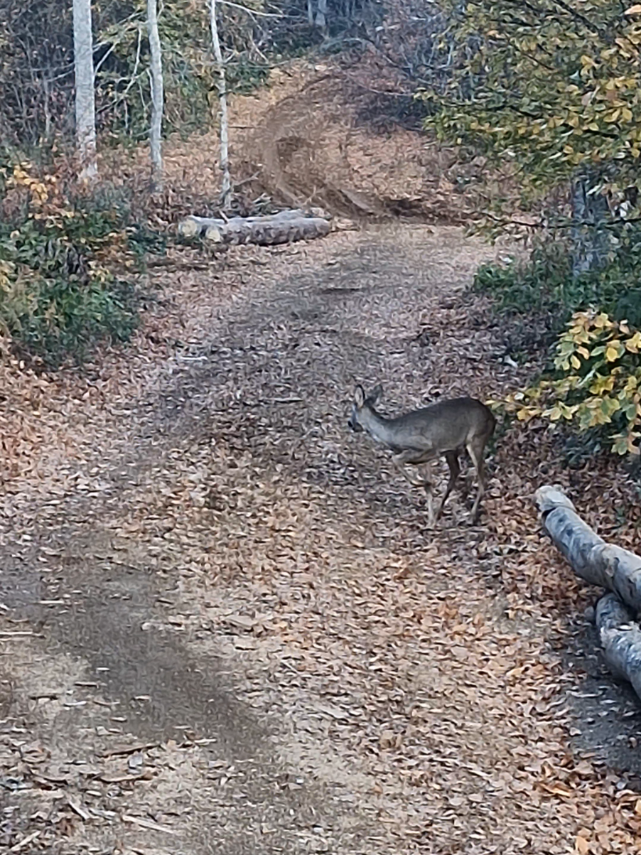 #keşfet #keşfetteyizzz #keşfetbeniöneçıkar #fyppppppppppppppppppppppp  #karaca 