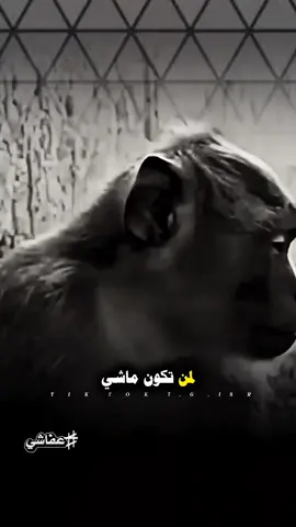 #تصميم_فيديوهات🎶🎤🎬 #tylerthecreator 