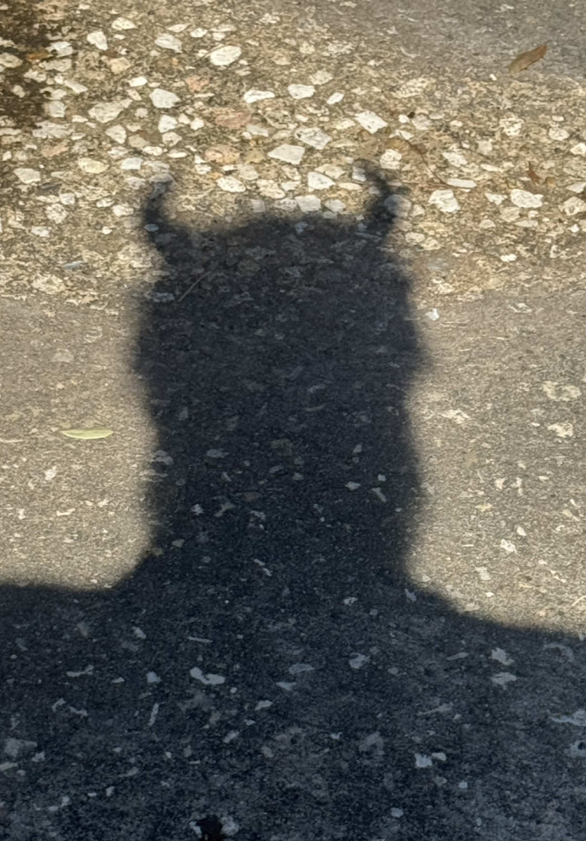 You really are pathetic like this, only fuels the venom that I have for you 