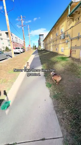 My babies are already 5 😭🥺 #fyp #dogsoftiktok #furbaby #Love #foryou 