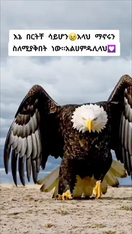 #fiypシ #አልሀምዱሊላህ_☝️አለ_ኒዕመተል_ኢስላም☝️☝️ #ኢስላም_ነው_ህይወቴ_አልሀምዱሊላህ🕌🕌🕌🕌🕋 #አልሀምዱሊላህ_☝️አለ_ኒዕመተል_ኢስላም☝️☝️ 