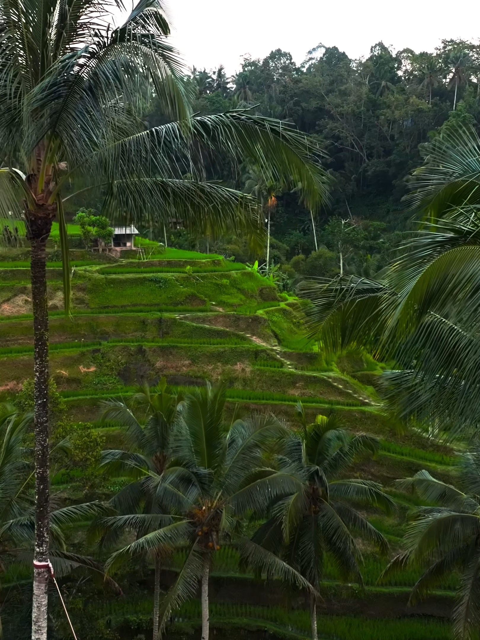 إن عبادي ليس لك عليهم سلطان إلا من اتبعك من الغاوين للشيخ أحمد العجمي #الشعب_الصيني_ماله_حل😂😂 #الشعب_الصيني_ماله_حل #مصر #السعودية