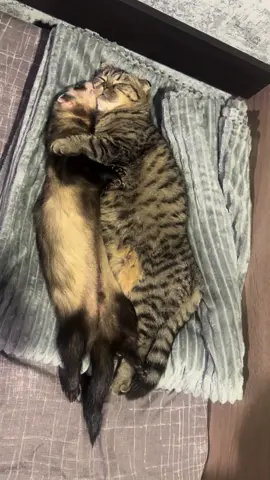 #вреки#хорек#кошка#фретка